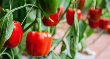 Jak pěstovat papriky na parapetu